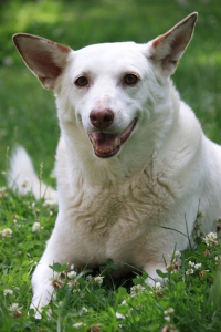 Bild-Nr: 10571495 Der  lächelnde Hund Erstellt von: Jayser