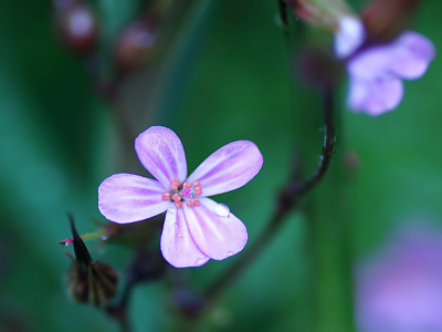 Bild-Nr: 10571625 Waldblümchen Erstellt von: youhaveadream