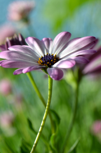 Bild-Nr: 10572101 Im Garten Erstellt von: Atteloi