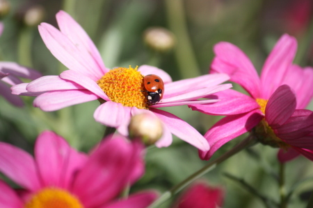 Bild-Nr: 10572249 Marienkäfer auf Blume Erstellt von: Jayser