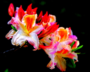 Bild-Nr: 10572329 Rhododendron Erstellt von: GUGIGEI
