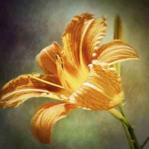 Bild-Nr: 10573281 lily vintage Erstellt von: PaulaPanther
