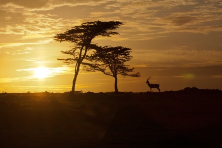 Bild-Nr: 10573283 Good Morning Kenya I Erstellt von: marasmus