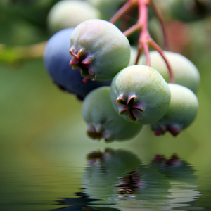 Bild-Nr: 10573391 Blaubeeren Erstellt von: birdy