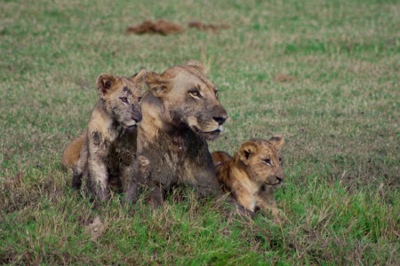 Bild-Nr: 10573417 Löwenfamilie in Schlamm Erstellt von: marasmus