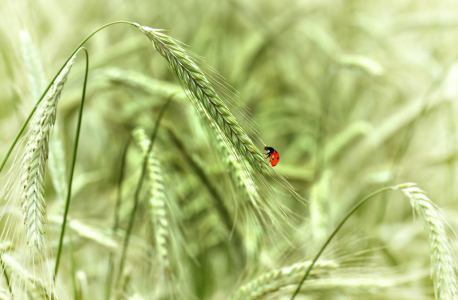 Bild-Nr: 10573489 Kornfeld  Erstellt von: Atteloi