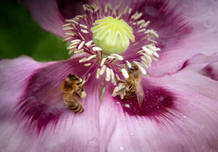 Bild-Nr: 10573595 Zwei Bienen auf Mohn Erstellt von: Heike Hultsch