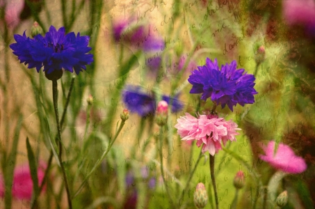 Bild-Nr: 10574723 Kornblumen Erstellt von: gabii40