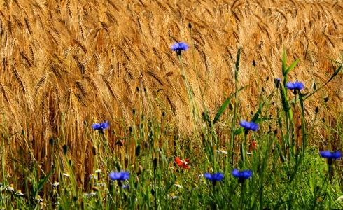 Bild-Nr: 10576577 BLAUER RAND   Erstellt von: Ursula Reins