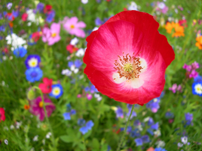 Bild-Nr: 10576761 Blumenwiese mit Mohnblüte Erstellt von: blackpool