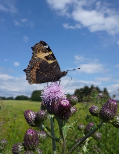 Bild-Nr: 10578629 Falter auf der Distel Erstellt von: falconer59