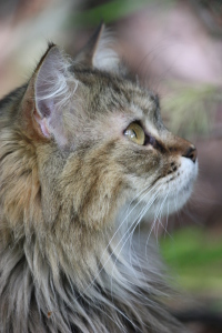 Bild-Nr: 10579067  Profil einer Waldkatze Erstellt von: Jayser