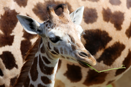 Bild-Nr: 10579549 Giraffenjungtier Erstellt von: Marcel Schauer