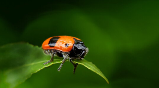 Bild-Nr: 10579845 Clytra laeviscula - Beifallsbekundungen Erstellt von: Heike  Hultsch