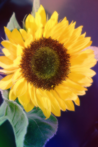 Bild-Nr: 10581867 Sunflower Erstellt von: Christine Bässler