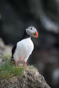 Bild-Nr: 10581929 Papageientaucher in Island Erstellt von: Anne Bernhard