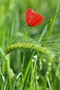 Bild-Nr: 10583069 Mohn im Gerstenfeld Erstellt von: falconer59