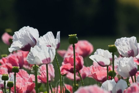 Bild-Nr: 10584383 Mohnblüte Erstellt von: Stephanie Stephanie Dannecker