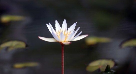 Bild-Nr: 10584431 Seerose Erstellt von: Renate Knapp