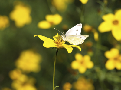 Bild-Nr: 10585501 Blumenmeer Erstellt von: Melanie Viola