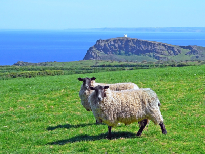 Bild-Nr: 10585895 Schafe an der englischen Küste Erstellt von: SusaZoom
