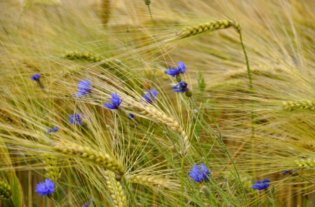 Bild-Nr: 10586271 Kornblumen Erstellt von: GUGIGEI