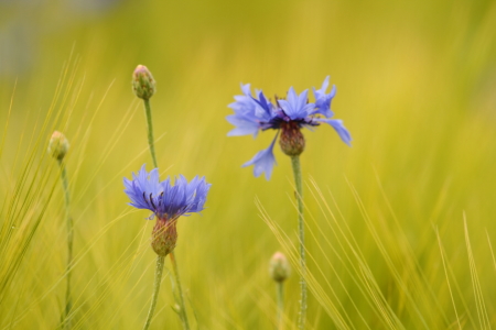 Bild-Nr: 10587923 Kornblume im Feldrain Erstellt von: Uwe Fuchs