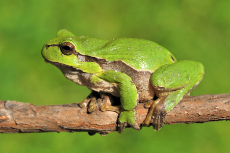Bild-Nr: 10590239 Laubfrosch Erstellt von: Sabine Schmidt