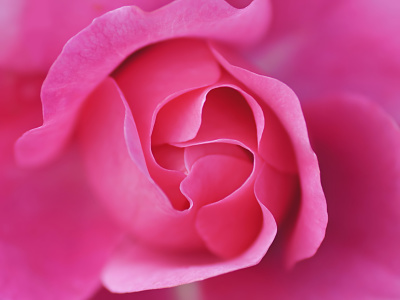 Bild-Nr: 10590793 Rose Erstellt von: youhaveadream