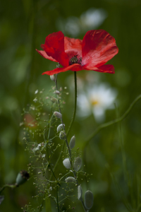 Bild-Nr: 10591015 Mohnblüte Erstellt von: fotokunst-schmelzer