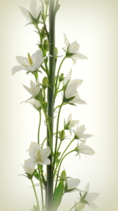 Bild-Nr: 10592307 Campanula Erstellt von: Rolf Eschbach