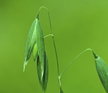 Bild-Nr: 10592319 green oats grain Erstellt von: Ursula Reins