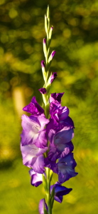 Bild-Nr: 10593723 Just Beautiful Erstellt von: Just4fun38