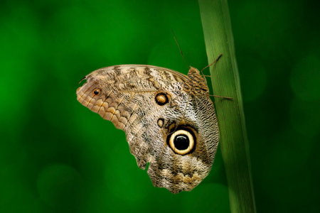 Bild-Nr: 10595855 Caligo Eurilochus Erstellt von: Heike Hultsch