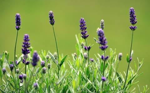 Bild-Nr: 10596385 Lavendel Erstellt von: Renate Knapp