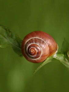 Bild-Nr: 10596577 Schnecke Erstellt von: Heike  Hultsch