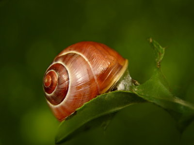 Bild-Nr: 10596581 Schnecke Erstellt von: Heike Hultsch