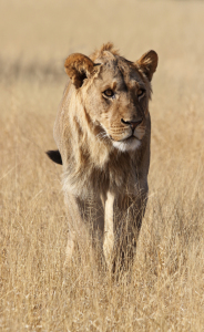 Bild-Nr: 10597611 Löwe in Botswana Erstellt von: Manuel Schulz