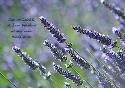 Bild-Nr: 10598355 Der Duft des Lavendels Erstellt von: youhaveadream