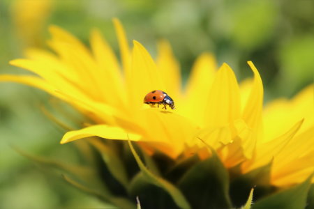 Bild-Nr: 10599426 Marienkäfer im Sonnenland Erstellt von: Heike Hultsch