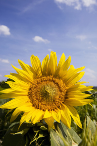 Bild-Nr: 10599588 Sonnenblume Erstellt von: CarlosHernandez