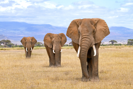 Bild-Nr: 10601608 Drei Elefanten am Fuß des Kilimanjaro Erstellt von: Safarifotografie