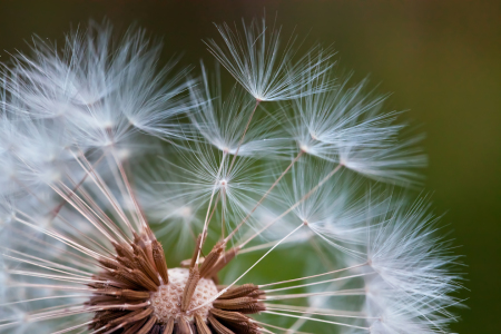 Bild-Nr: 10602488 Pusteblume Erstellt von: diletta