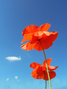 Bild-Nr: 10603274 Two Poppies Erstellt von: KUJO-Photo