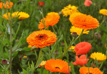 Bild-Nr: 10603872 Ringelblumen Erstellt von: GUGIGEI