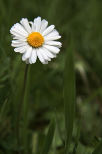 Bild-Nr: 10604526 Gänseblümchen Erstellt von: birdy