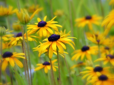 Bild-Nr: 10604678 Sommerfreuden Erstellt von: Renate Knapp