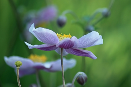 Bild-Nr: 10606442 Anemonen Erstellt von: youhaveadream