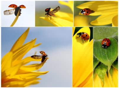 Bild-Nr: 10608730 Viele Glückskäferchen Erstellt von: Heike  Hultsch