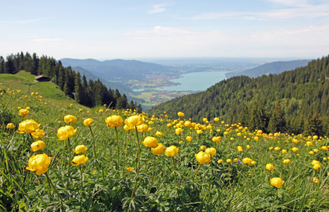 Bild-Nr: 10608814 Trollblumenwiese am Wallberg Erstellt von: SusaZoom